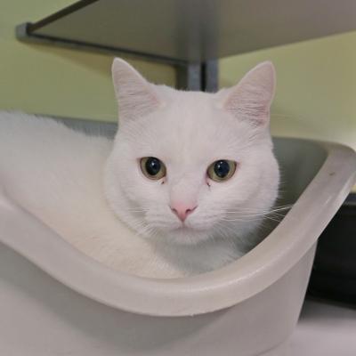 Lumi